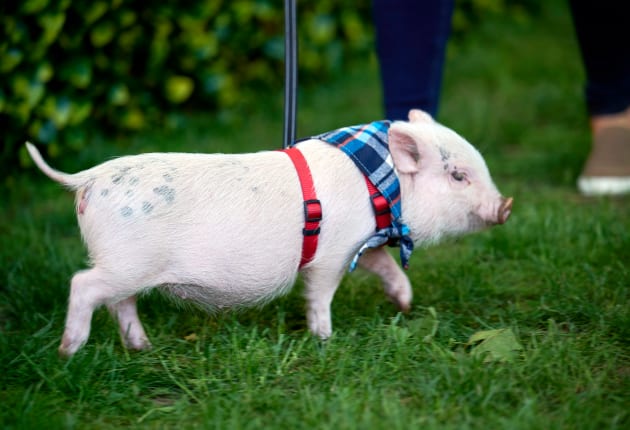 Piglet In a Bandana