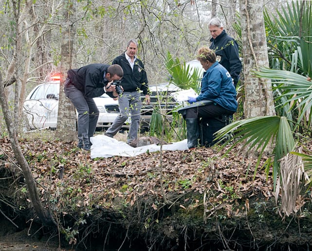 A Body on the Bayou