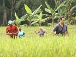 On a Indonesian Farm