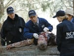 Cold Cases - NCIS