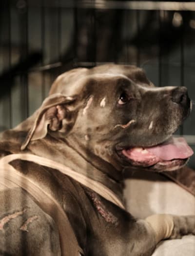 Rescued Dog - NCIS Season 18 Episode 10