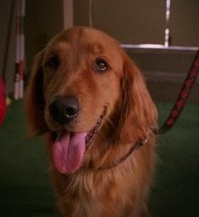Pic of Digby