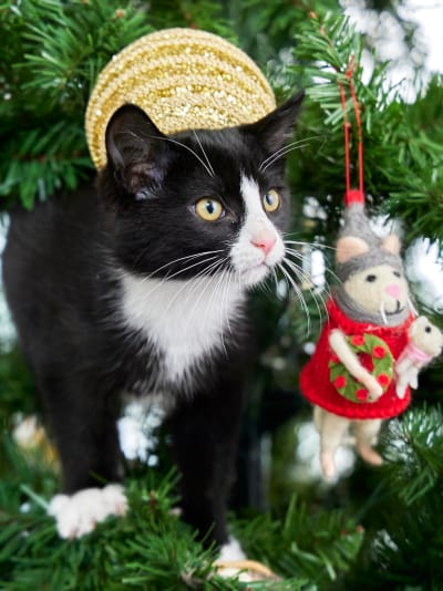 Kitten in a Christmas Tree