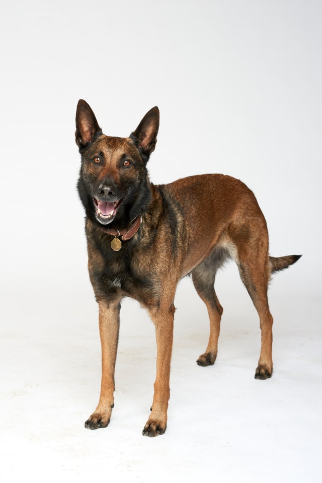 A Very Good Dog