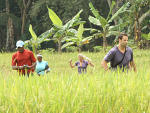 On a Indonesian Farm