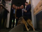 The Corpse Sniffing Dog Picture