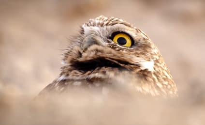 A Wild Year On Earth Exclusive Clips: Owls and Turtles Make Good TV