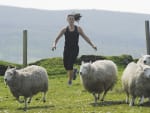 Corraling the Sheep - The Amazing Race