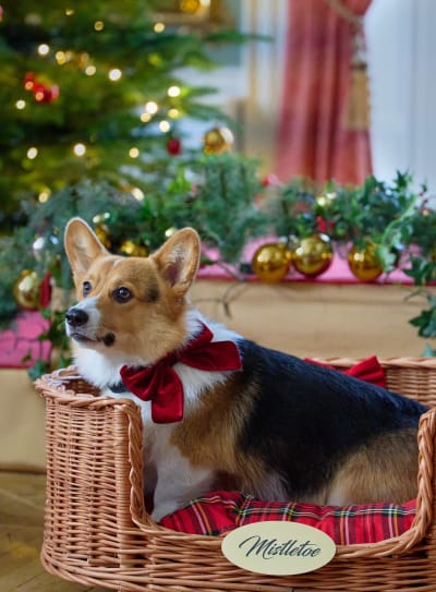 Mistletoe the Not Royal Corgi