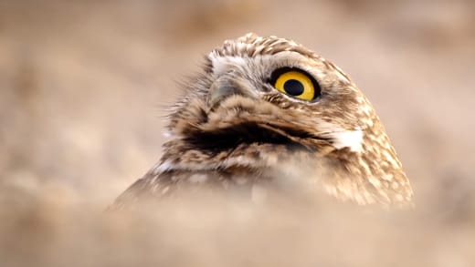 A Wild Year on Earth Owl