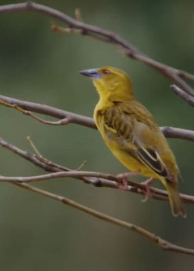 Weaver Bird on a Branch