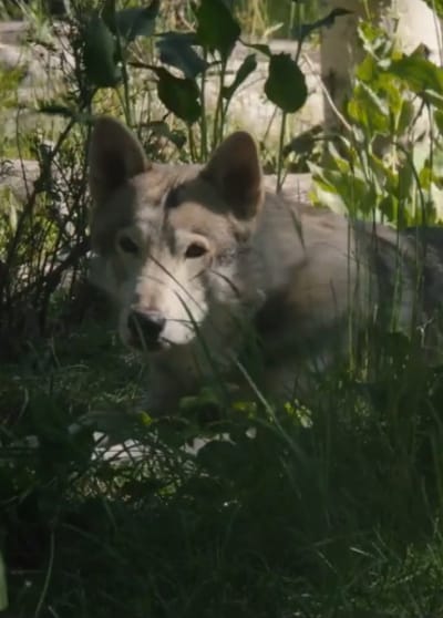 Voyeur - Yellowstone Season 3 Episode 2