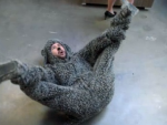 Break Dancing Wilfred
