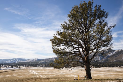 Picturesque Photo - Yellowstone