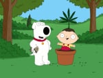Family Guy 420
