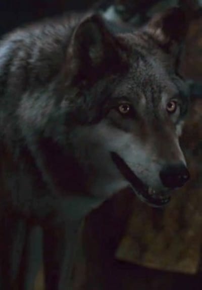 Direwolf