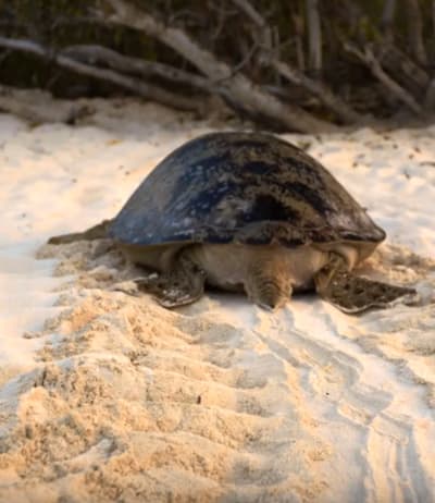 Turtle on BBC America Doc