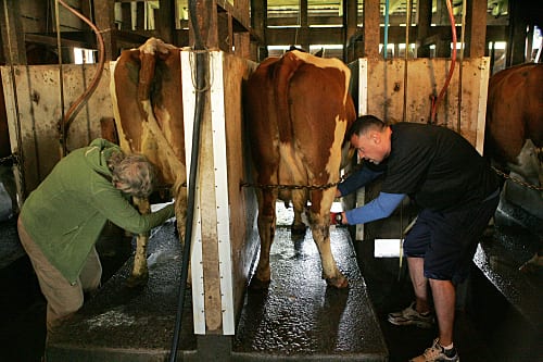 Cow Milking