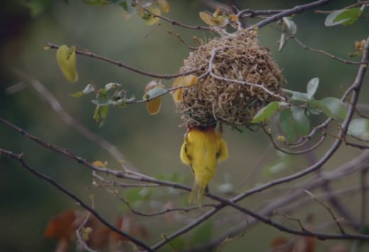 Weaver Birds 