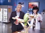Exotic Bird in the Lab - NCIS