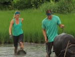 An Onery Ox - The Amazing Race