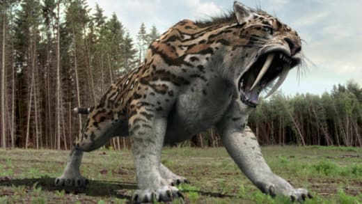 Sabertooth Tiger Zoo Possibility