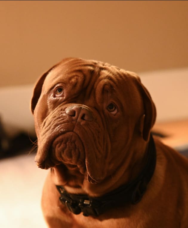 Turner and hooch dog breed hot sale