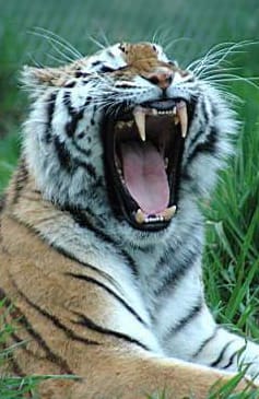 Fierrrce!!!