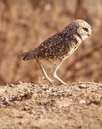 California Burrowing Owl on BBC America