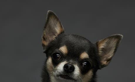 betty-the-dog-will-trent.jpg