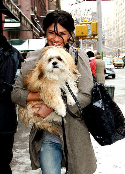 holy shih tzu holy shih tzu tv fanatic holy shih tzu holy shih tzu tv fanatic