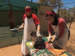Meat Carving - The Amazing Race
