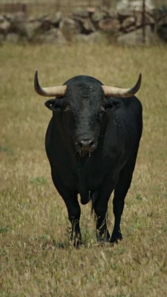The Bull That Killed Raymond - The Blacklist Season 10 Episode 22