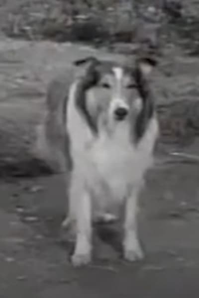 Lassie the Collie Stands in the Woods - Lassie