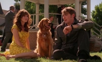 Pushing Daisies Ratings Drop to Season Low