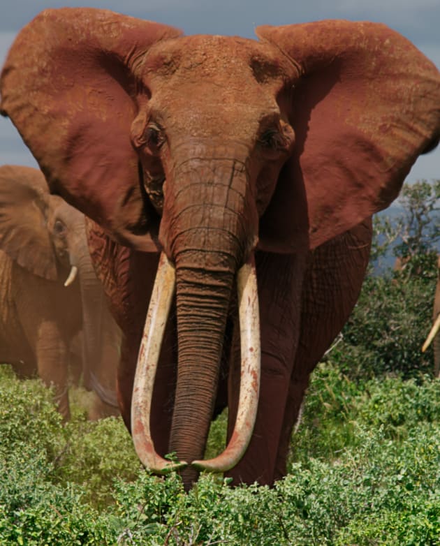 Athena on The Elephant Queen TV Fanatic