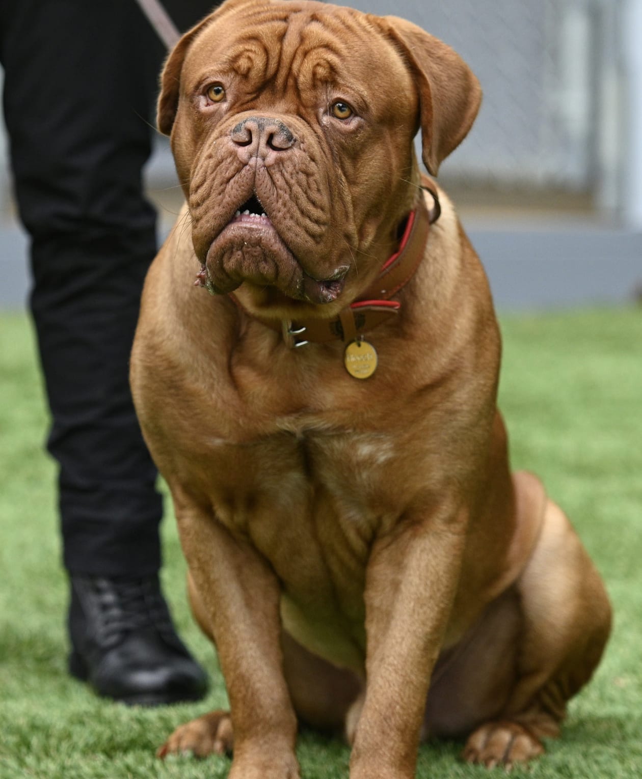 Turner hooch hot sale breed