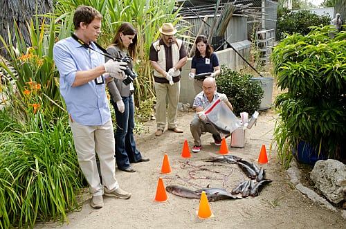 Unusual Crime Scene