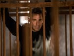 Caged Harry - The Flash