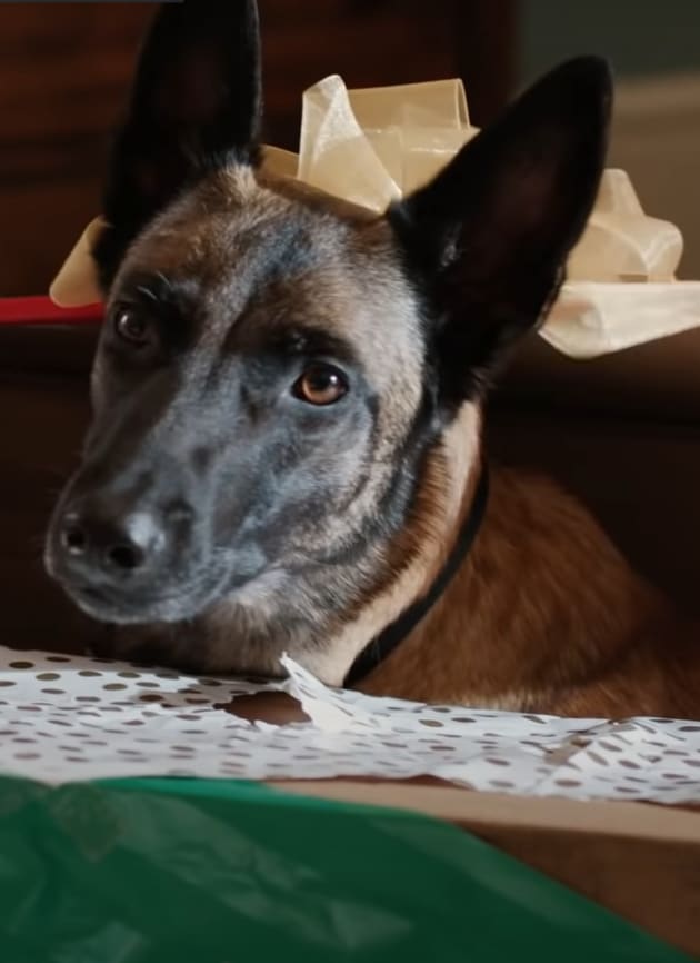 Rescue Dog - Psych 2 Season 1 Episode 1