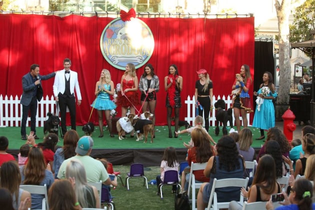The Dog Show - The Bachelor