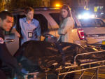 Deb, Dex, Dead Body