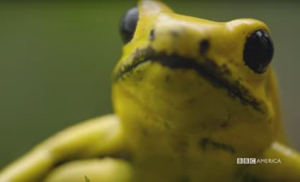 A Wild Year on Earth Exclusive Clips: Frogs and Whales Hog the Spotlight!