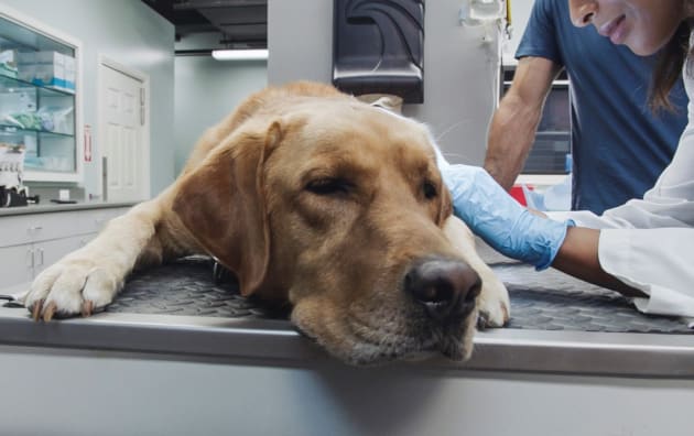 Time for Surgery - Hawaii Five-0 Season 10 Episode 4