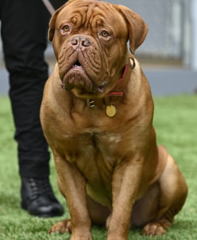 What type of dog hotsell was in turner and hooch