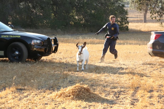 Hodgins Chases a Goat For Evidence! - Bones Season 10 Episode 6