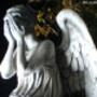 Dreamrose